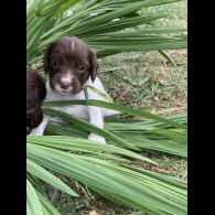 English Springer Spaniel - Both