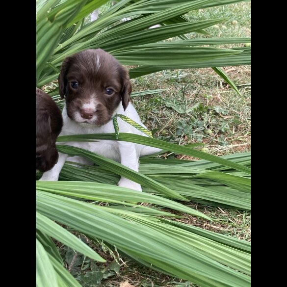 English Springer Spaniel - Both