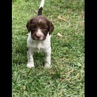 English Springer Spaniel - Both