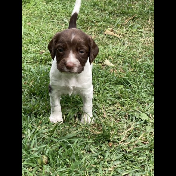 English Springer Spaniel - Both