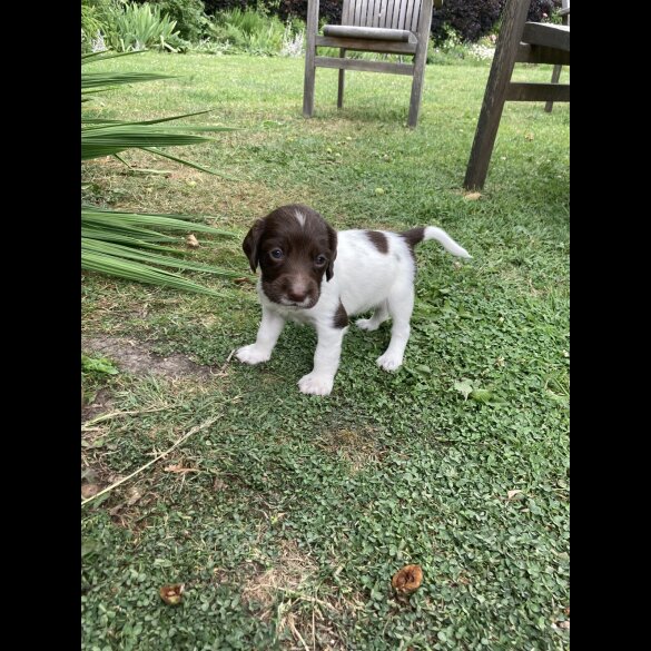 English Springer Spaniel - Both