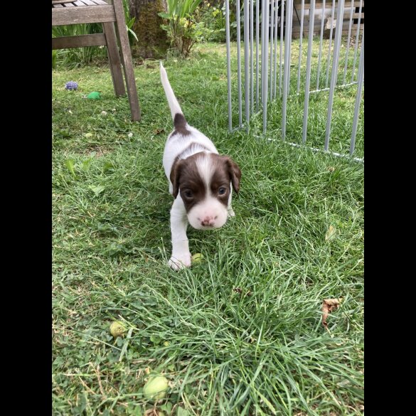 English Springer Spaniel - Both