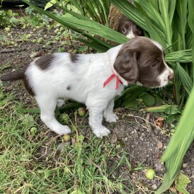 English Springer Spaniel - Both