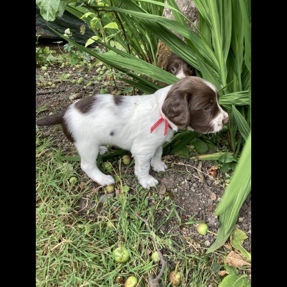 English Springer Spaniel - Both