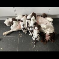 English Springer Spaniel - Both