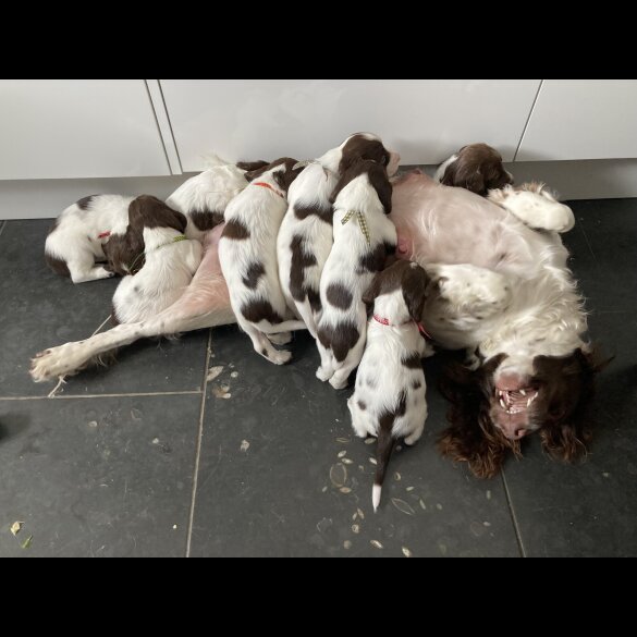 English Springer Spaniel - Both