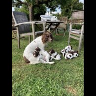 English Springer Spaniel - Both