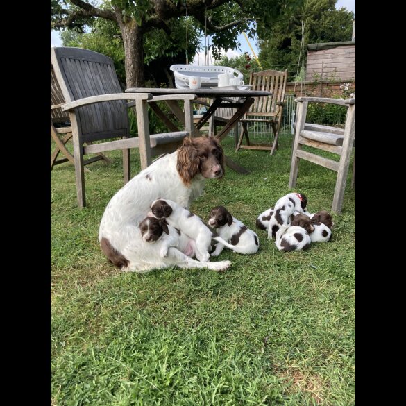 English Springer Spaniel - Both