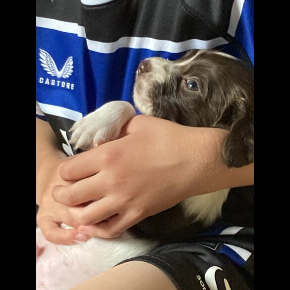 English Springer Spaniel - Both
