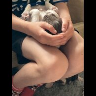 English Springer Spaniel - Both