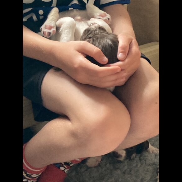 English Springer Spaniel - Both