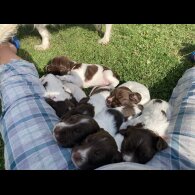English Springer Spaniel - Both