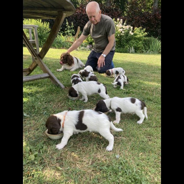 English Springer Spaniel - Both