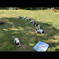 English Springer Spaniel - Both