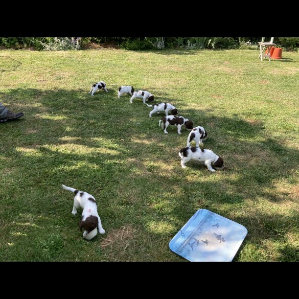 English Springer Spaniel - Both