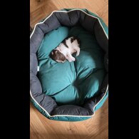 English Springer Spaniel - Both