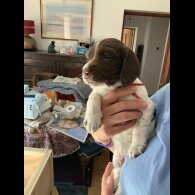 English Springer Spaniel - Both