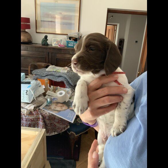 English Springer Spaniel - Both