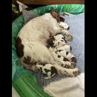 English Springer Spaniel - Both