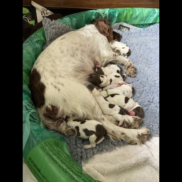 English Springer Spaniel - Both