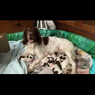 English Springer Spaniel - Both