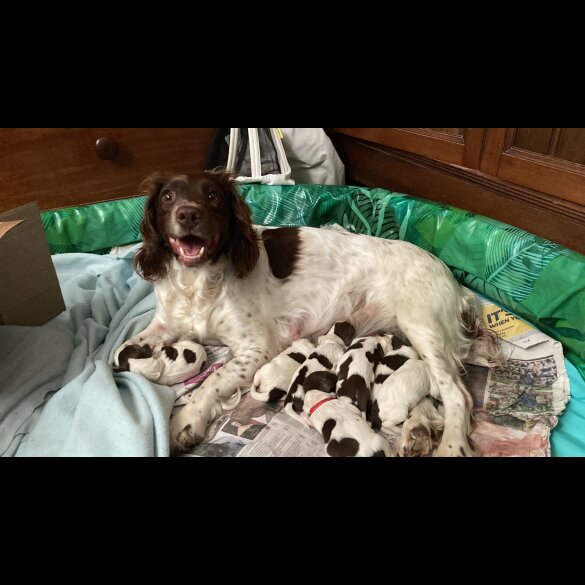 English Springer Spaniel - Both