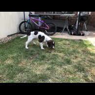 English Springer Spaniel - Both