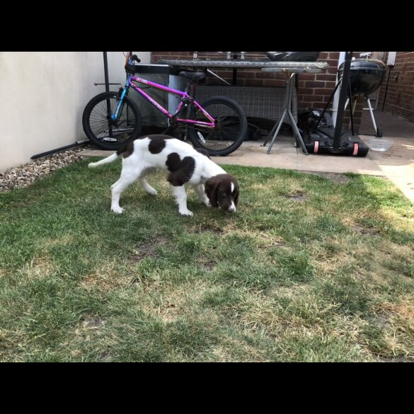 English Springer Spaniel - Both