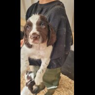 English Springer Spaniel - Both