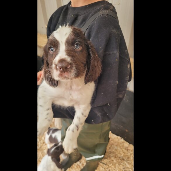 English Springer Spaniel - Both