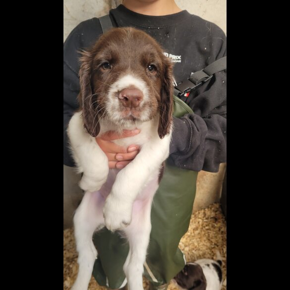 English Springer Spaniel - Both