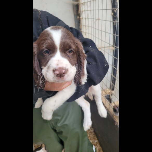 English Springer Spaniel - Both