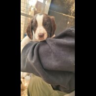 English Springer Spaniel - Both