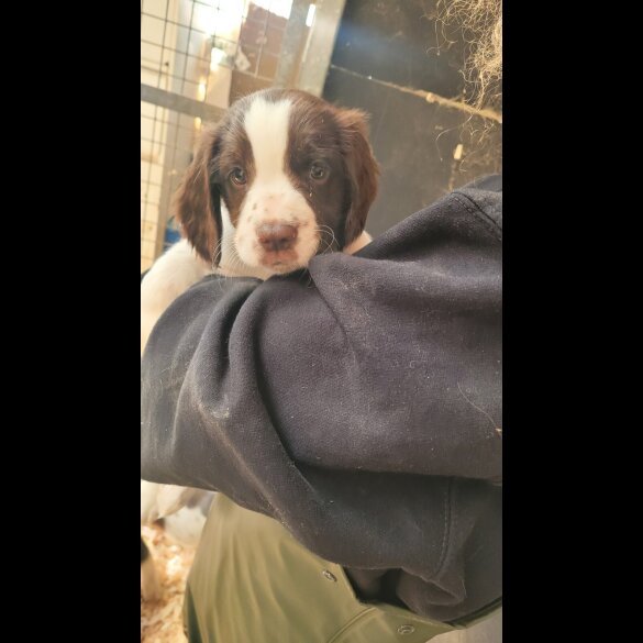English Springer Spaniel - Both
