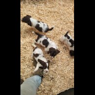 English Springer Spaniel - Both