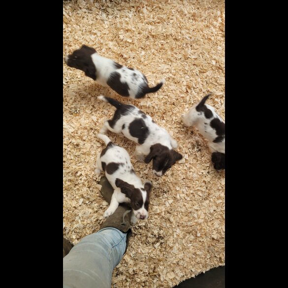 English Springer Spaniel - Both