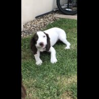 English Springer Spaniel - Both
