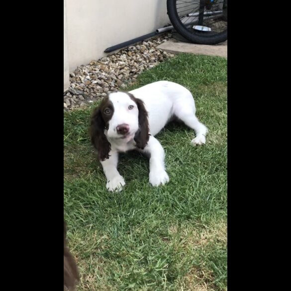 English Springer Spaniel - Both