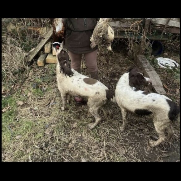 English Springer Spaniel - Both