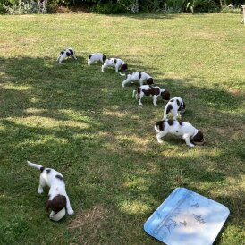 English Springer Spaniel - Both