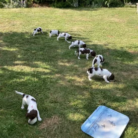English Springer Spaniel - Both