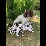 English Springer Spaniel - Both
