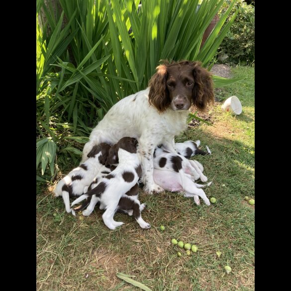English Springer Spaniel - Both