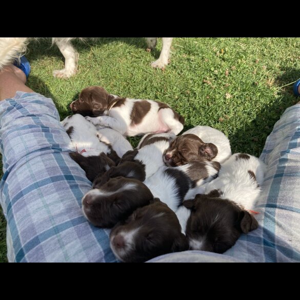 English Springer Spaniel - Both