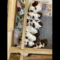 English Springer Spaniel - Both