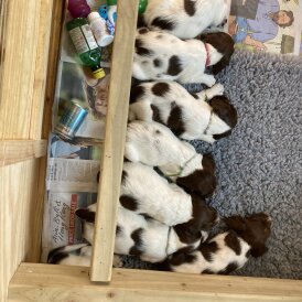 English Springer Spaniel - Dogs