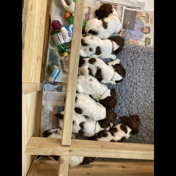 English Springer Spaniel - Both