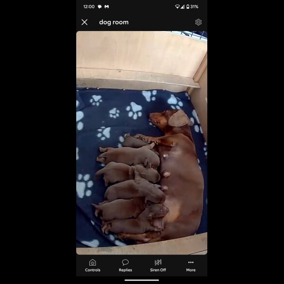 Dachshund (Standard &amp; Miniature) - Both