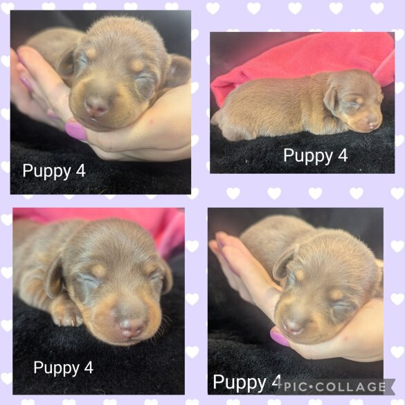 Dachshund (Standard &amp; Miniature) - Both