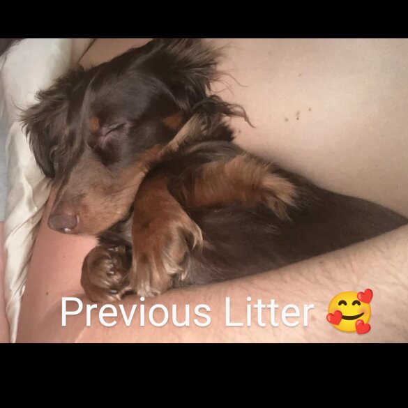 Dachshund (Standard &amp; Miniature) - Both